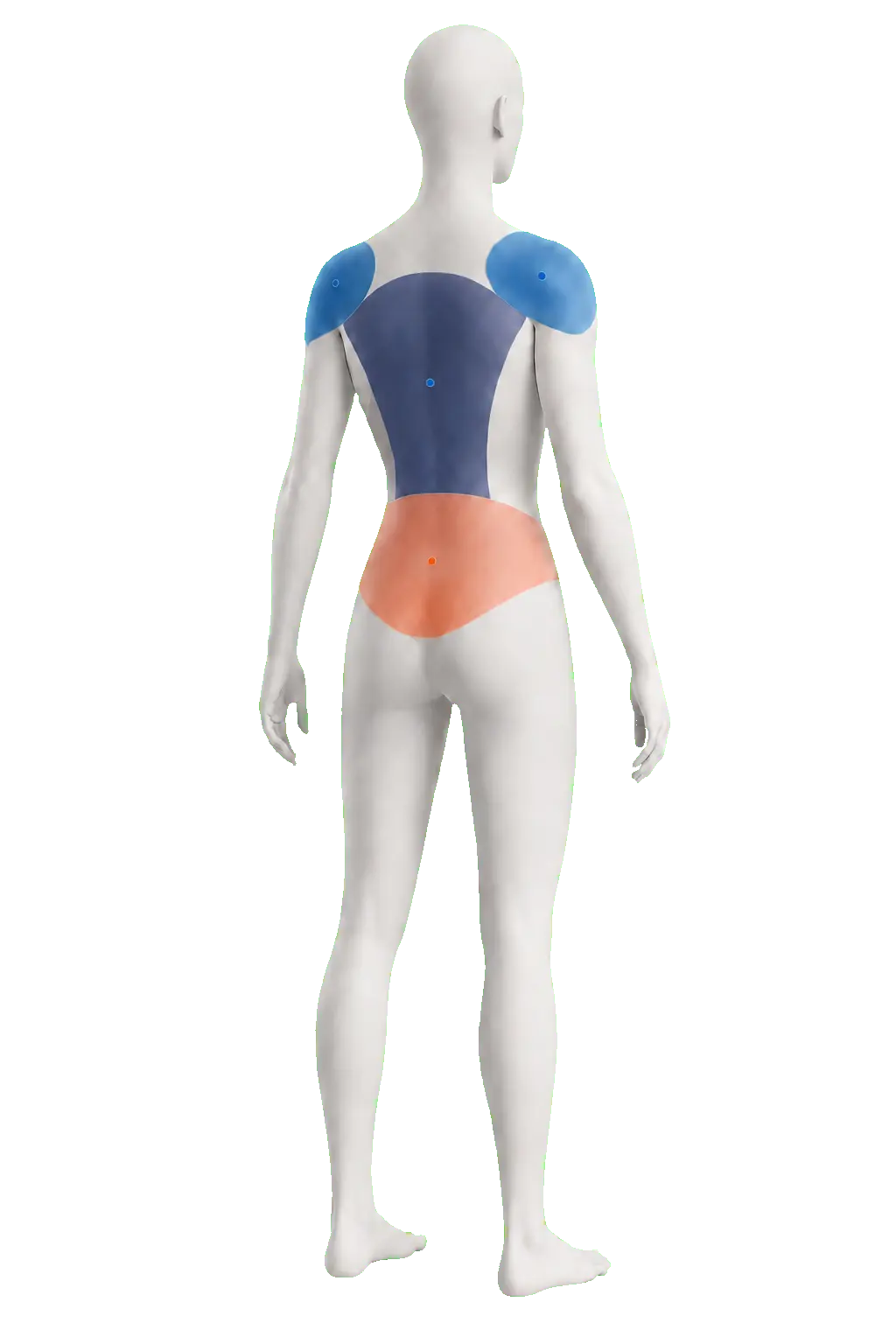 Neutral figure showing the shoulder and connected back and core regions